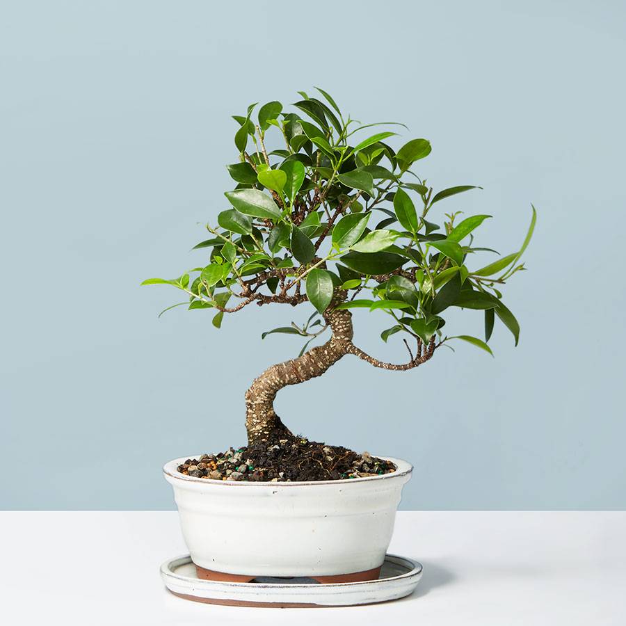 Golden Gate Ficus Bonsai